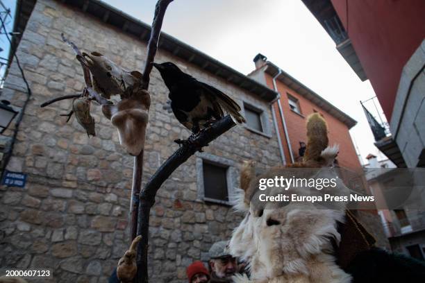 Person in costume during the Harramachos festival, on 10 February, 2024 in Navalacruz, Avila, Castilla y Leon, Spain. The Harramachos festival is a...