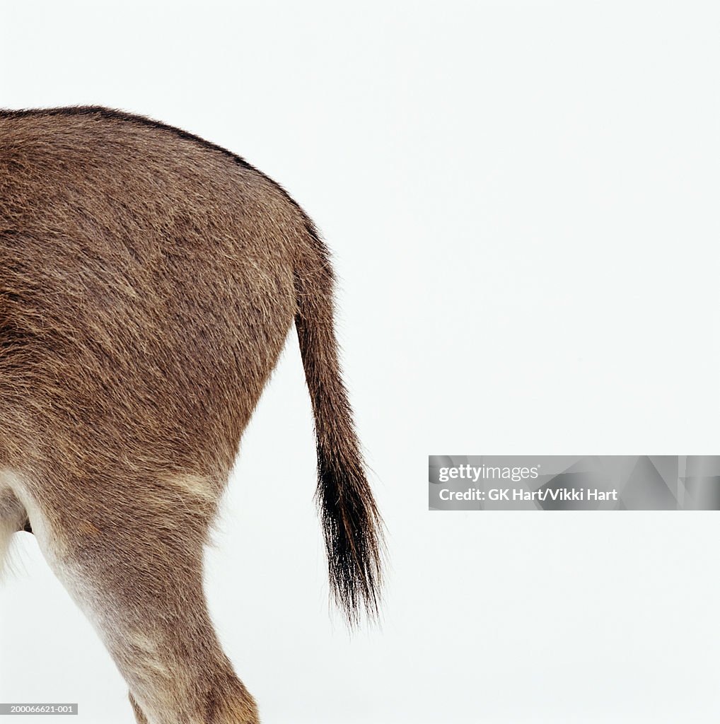 Donkey Rear Section High-Res Stock Photo - Getty Images