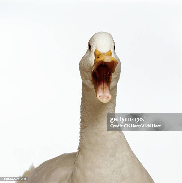 pekin duck, head-shot - animal mouth open stock pictures, royalty-free photos & images