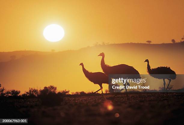 australia, new south wales, emus (dromaius novaehollandiae), sunset - émeu photos et images de collection
