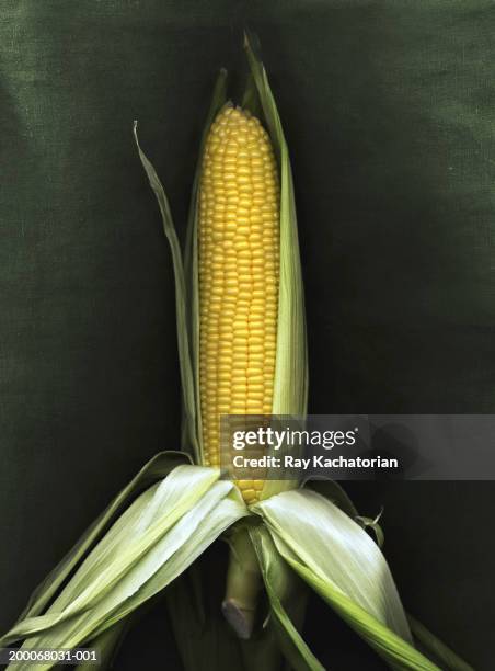 corn in husk (digital enhancement) - husk stockfoto's en -beelden