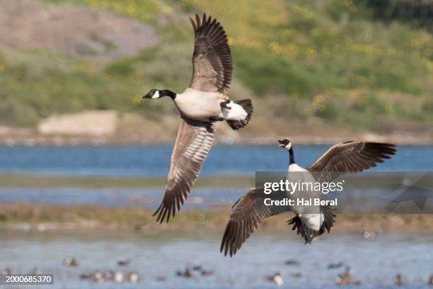 Geese Ringing 55 Wild Geese Calling Stock Photos, High-Res Pictures, and Images ...