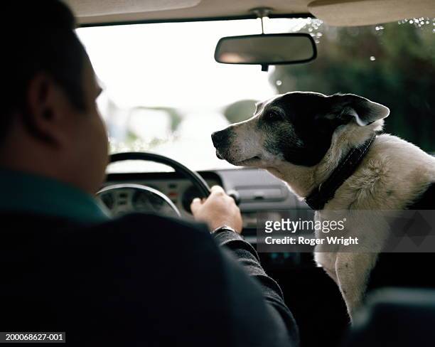 man driving car with dog in passenger seat, rear view (focus on dog) - inside car stockfoto's en -beelden