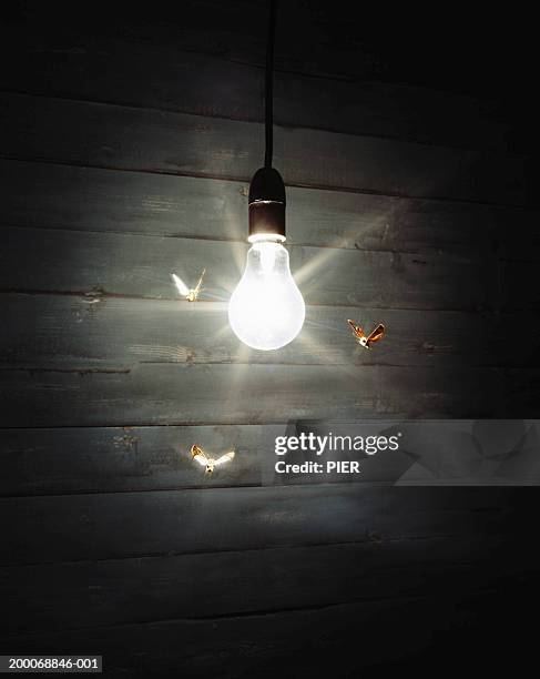 three moths flying around illuminated light bulb - mariposa nocturna fotografías e imágenes de stock