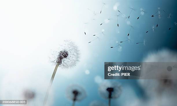 dandelion seed heads and seeds floating in air, close-up - changing stockfoto's en -beelden