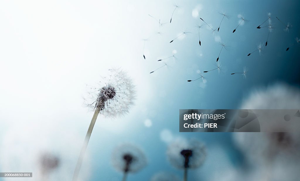 Dandelion seed heads and seeds floating in air, close-up