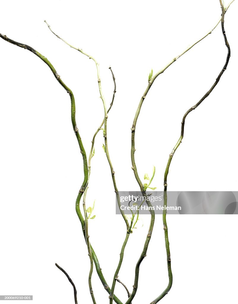 Sprouting stems of willow (Salix sp.)