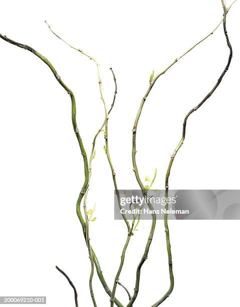 sprouting stems of willow (salix sp.) - basis stock-fotos und bilder