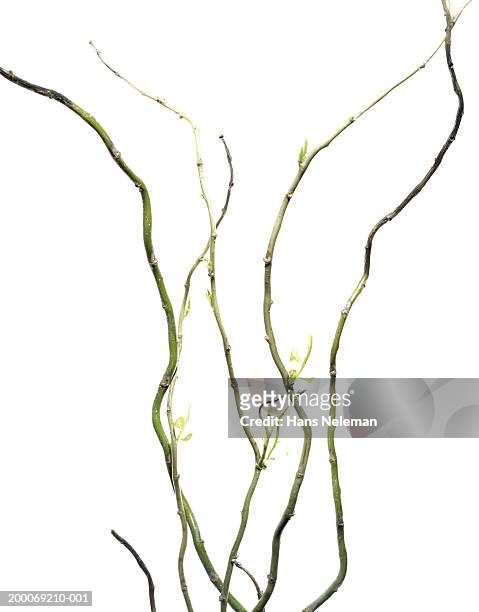 sprouting stems of willow (salix sp.) - branch stock pictures, royalty-free photos & images