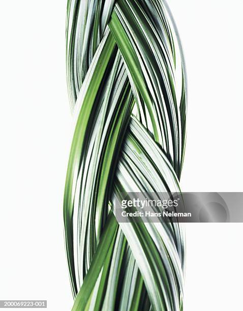 blades of grass braided together, detail - intertwined stock-fotos und bilder
