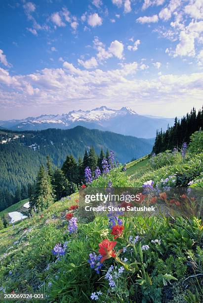 usa, washington state, north cascades, wildflower meadow - alm stock-fotos und bilder