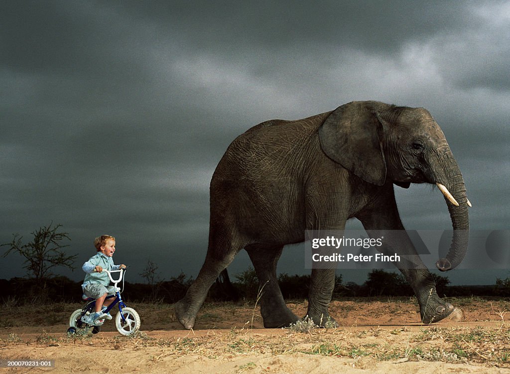 Boy (2-4) cycling beside walking African elephant (Digital Composite)