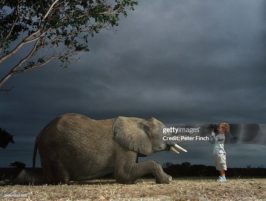 Boy (2-4) looking down African elephant's trunk, side view