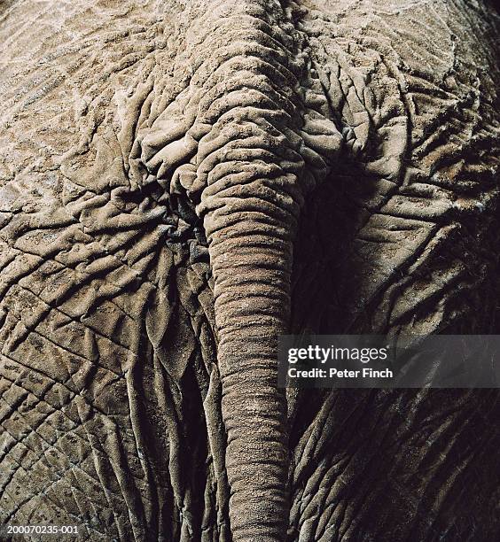 Animal Rear End Photos and Premium High Res Pictures - Getty Images