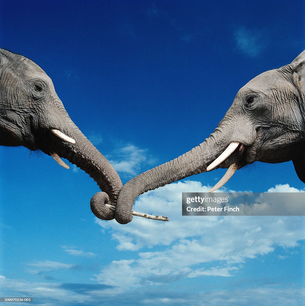 Two African elephants with trunks curled around stick