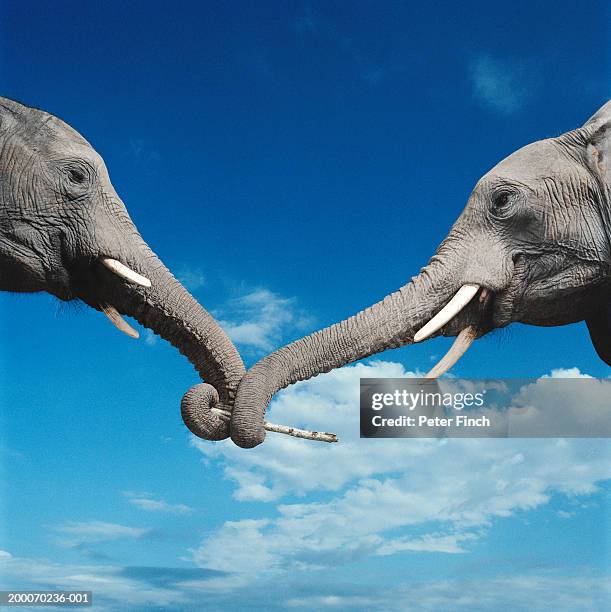 two african elephants with trunks curled around stick - animal trunk stock pictures, royalty-free photos & images