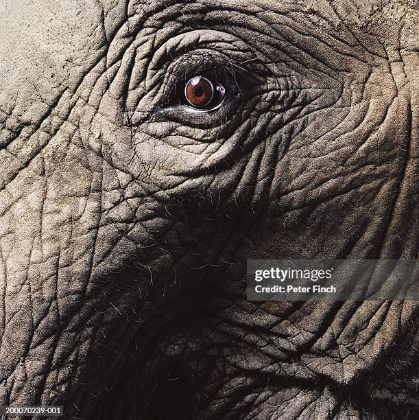 african elephant's eye, close-up - tierisches auge stock-fotos und bilder