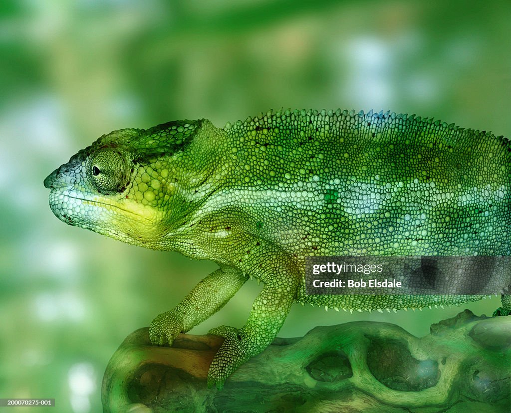 Panther chameleon (Chamaeleo pardalis), close-up