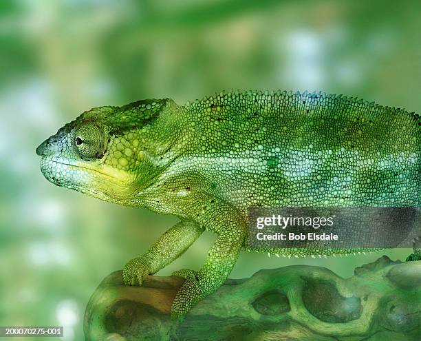 panther chameleon (chamaeleo pardalis), close-up - chameleon bildbanksfoton och bilder