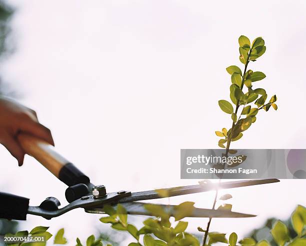 boy (12-14) cutting branch with shears, close up - heckenschere stock-fotos und bilder