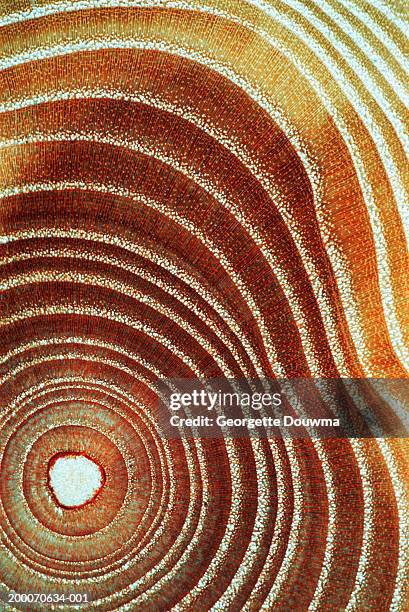 cross section of tree trunk showing annual rings, close-up - solidità foto e immagini stock