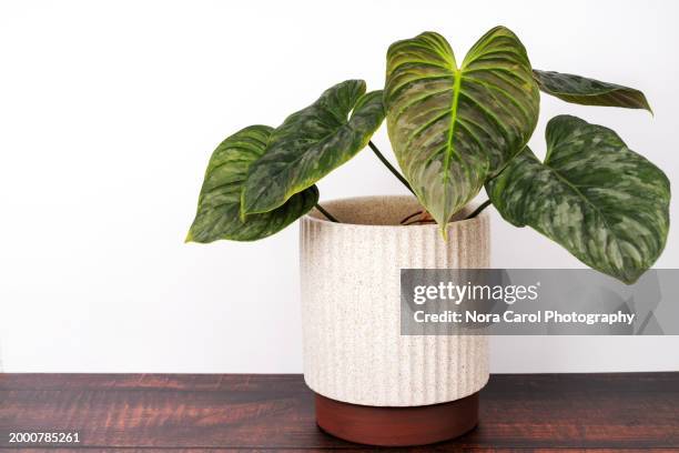 philodendron majestic verrucosum x sodiroi in pot - philodendron stock pictures, royalty-free photos & images
