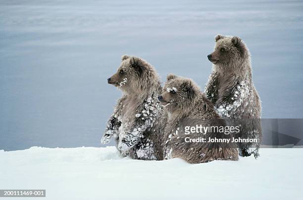 grizzly bear (ursus arctos) cubs playing in snow - bear cub stock pictures, royalty-free photos & images