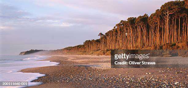 new zealand, south island, bruce bay, red pine forest lining beach - red pine stock pictures, royalty-free photos & images