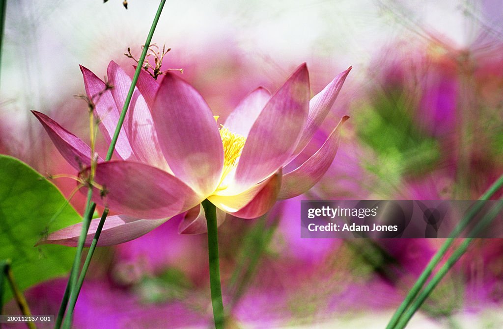 Lotus blossom (Nelumbo nucifera), close-up