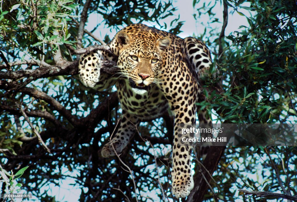 Leopard (Panthera pardus) relaxing in tree, close-up