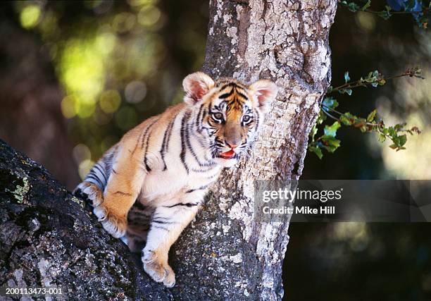 bengal tiger cub (panthera tigris tigris) sitting in tree, close-up - tiger cub stockfoto's en -beelden