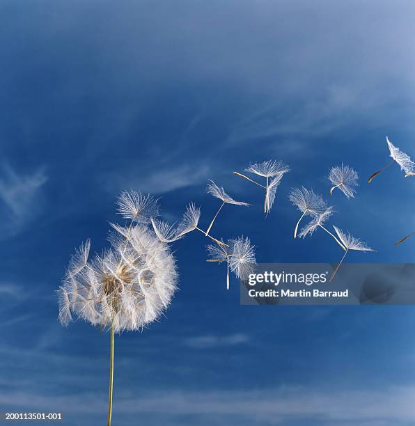 dandelion (taraxacum officinale) seed head against blue sky, close-up - effortless imagens e fotografias de stock