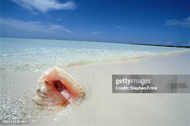 Queen Conge Shell 386 Queen Conch Shell Stock Photos, High-Res Pictures, and Images ...