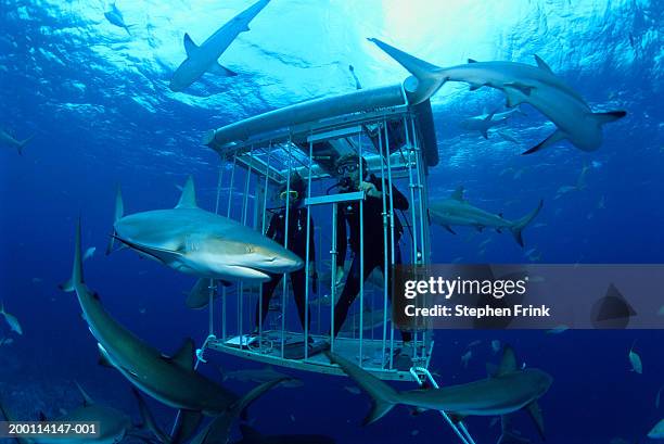 scuba divers observing caribbean reef sharks (carcharhinus perezi) - cage ストックフォトと画像