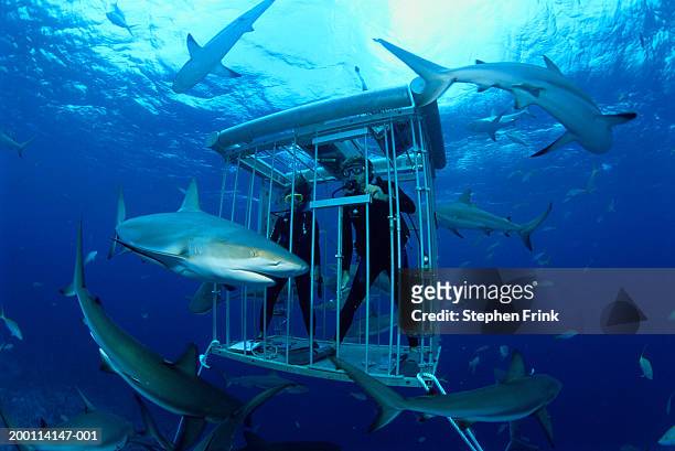scuba divers observing caribbean reef sharks (carcharhinus perezi) - cage 個照片及圖片檔