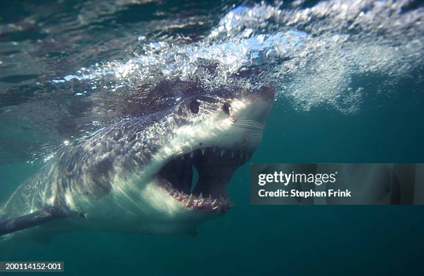 great white shark (carcharodon carcharias) swimming with mouth open - tiburón jaquetón fotografías e imágenes de stock