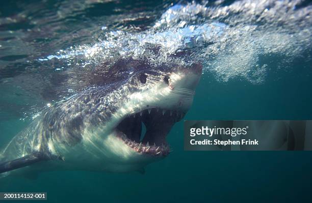 great white shark (carcharodon carcharias) swimming with mouth open - great white shark stock pictures, royalty-free photos & images