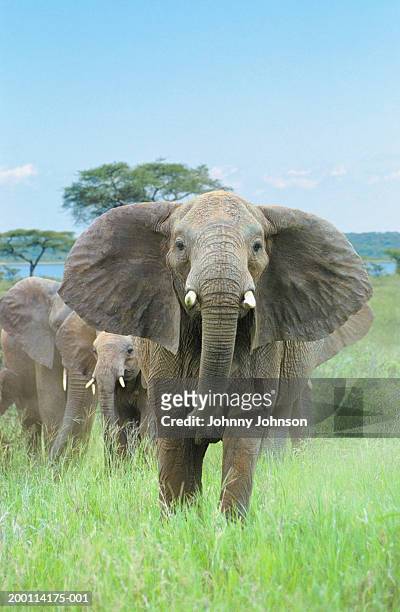 male african elephant (loxodonta africana) protecting young - baby elephant walking stock pictures, royalty-free photos & images