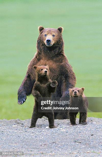 grizzly bear (ursus arctos) protecting two cubs (digital composite) - bear cub fotografías e imágenes de stock