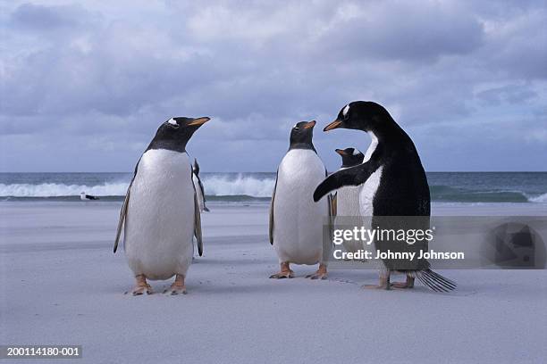 four gentoo penguins (pygoscelis papua) on beach - animals photos et images de collection