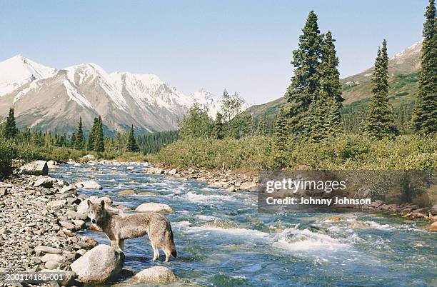 usa, alaska, denali national park, gray wolf standing in creek - denali national park foto e immagini stock