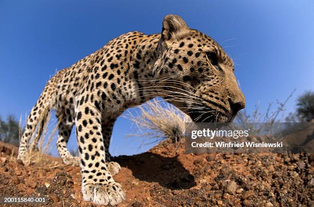 See Leopard 4,738 See Leopard Stock Photos, High-Res Pictures, and Images - Getty ...