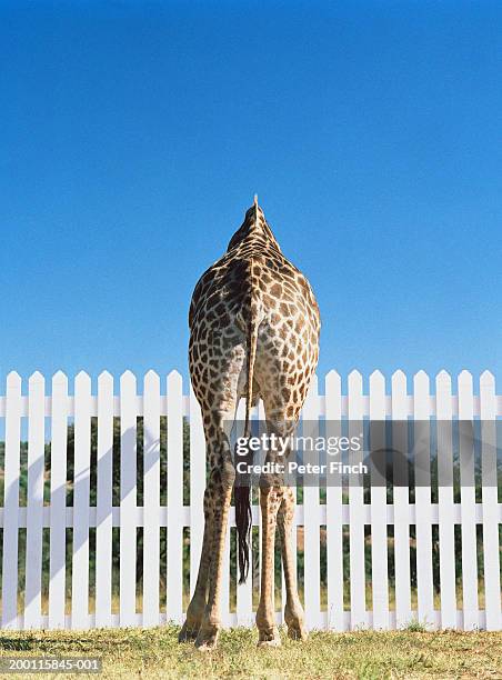 giraffe (giraffa camelopardalis) in front of picket fence, rear view - white giraffe bildbanksfoton och bilder