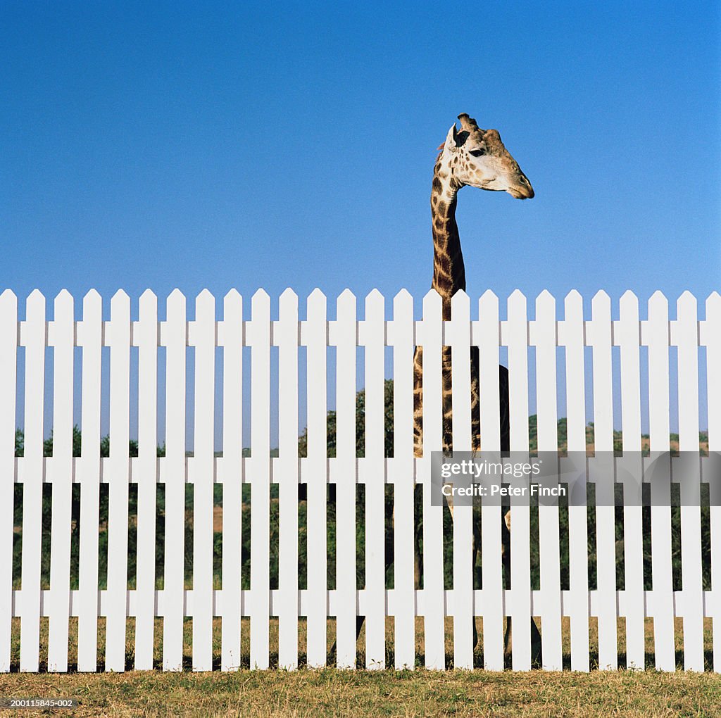 Giraffe (Giraffa camelopardalis) looking over picket fence