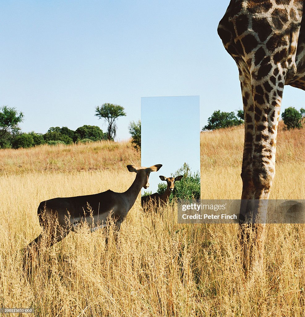 Impala looking in mirror beside giraffe, outdoors