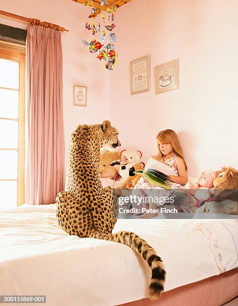 girl (5-7) on bed, face to face with cheetah (acinonyx jubatus) - bedtime story book stock pictures, royalty-free photos & images