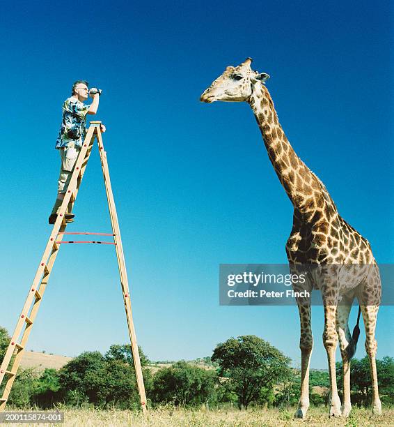 man on ladder filming giraffe (giraffa camelopardalis) - position stock pictures, royalty-free photos & images