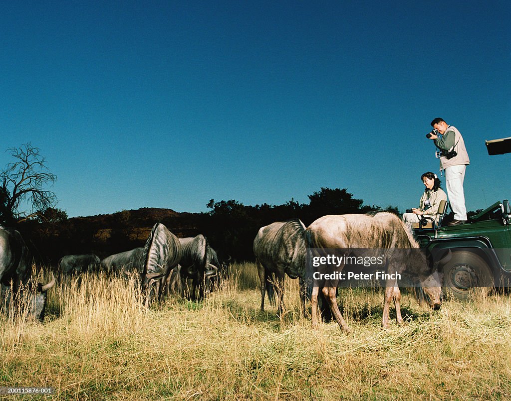 Man and woman on back of safari truck photographing herd of wildebeest