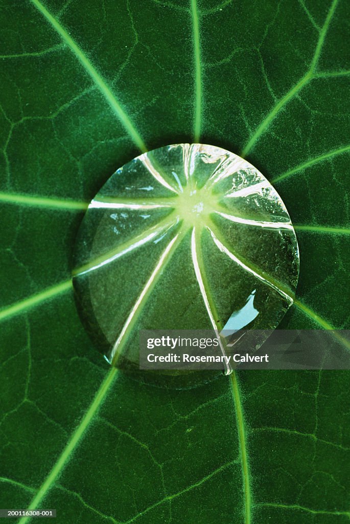 Dew drop at centre of nasturtium (Tropaeolum majus) leaf, close-up