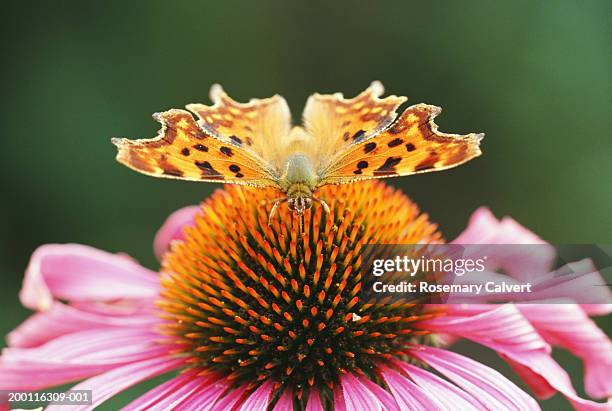 comma butterfly on cone flower, close-up - zonnehoed composietenfamilie stockfoto's en -beelden